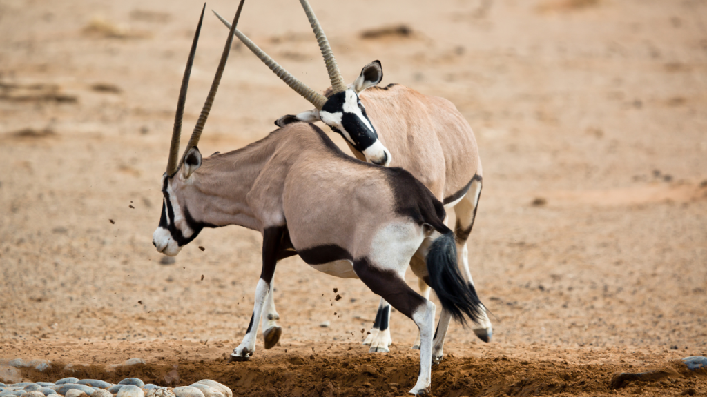 Gevecht tussen twee mannelijke oryxen, Namibië.