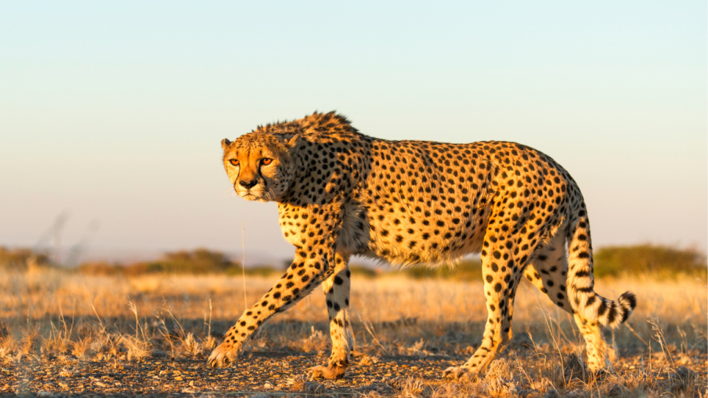 Zwervende cheetah in Namibië.