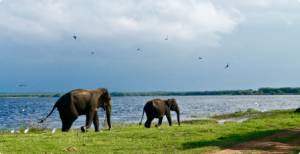 chobe national park 4x4 safari