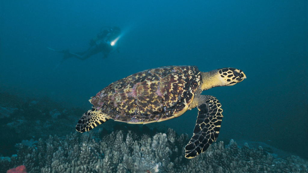 Grüne Schildkröte schwimmt in der Sodwana Bay, Südafrika.