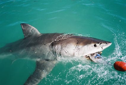 Self Drive Garden Route Shark Cage Diving