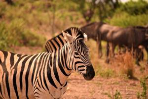 game viewing and 4x4 trails pretoria
