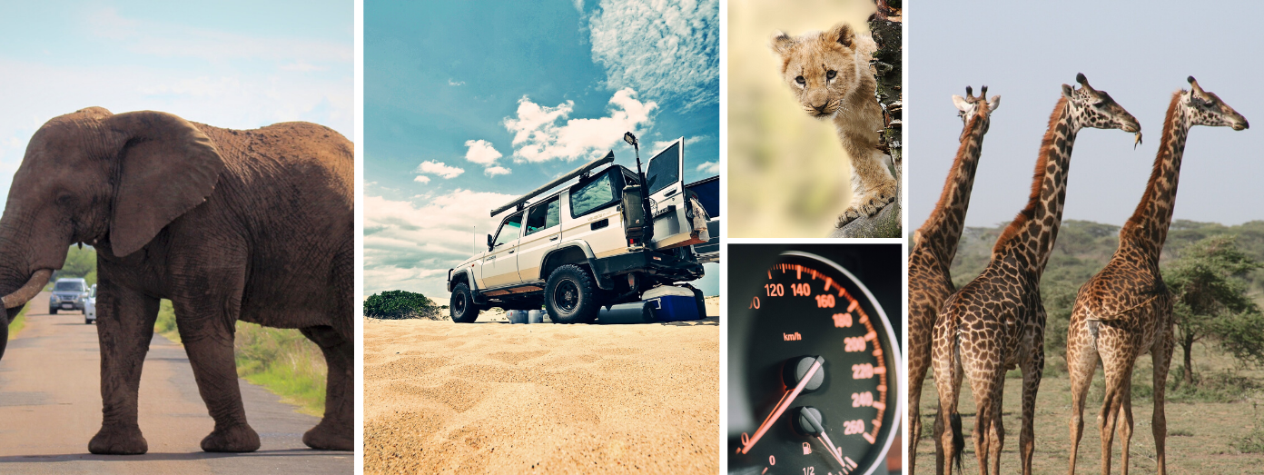tanzania self drive safari