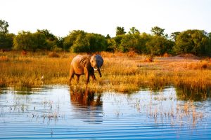 lake kariba safari in zambia safari