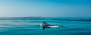 whale and dolphin watching self drive holiday mozambique
