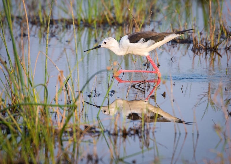 vogels-botswana