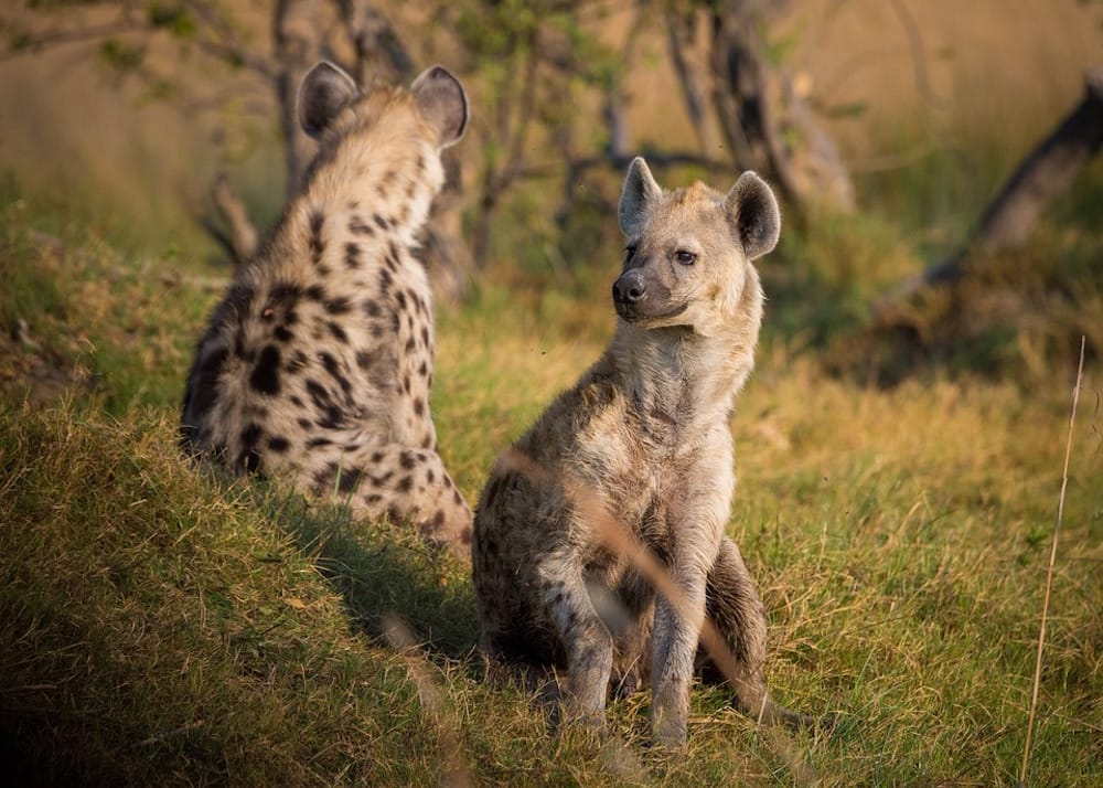 Gefleckte Hyäne in Südafrika
