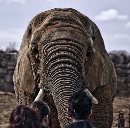 Botswana-car-rental