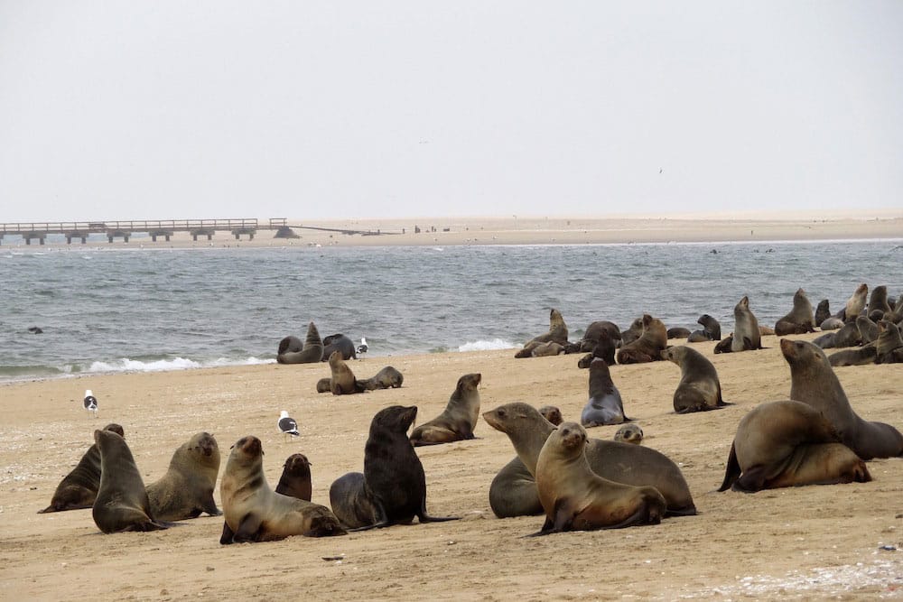 Swakopmund-Seals