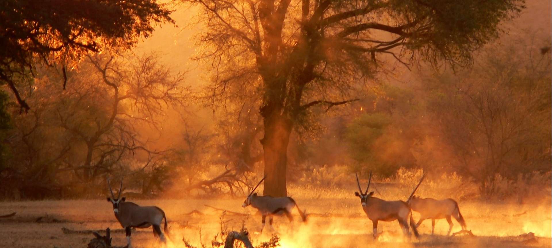 wildlife