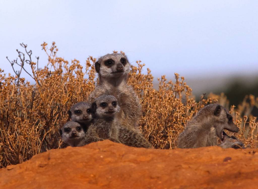 Meerkats