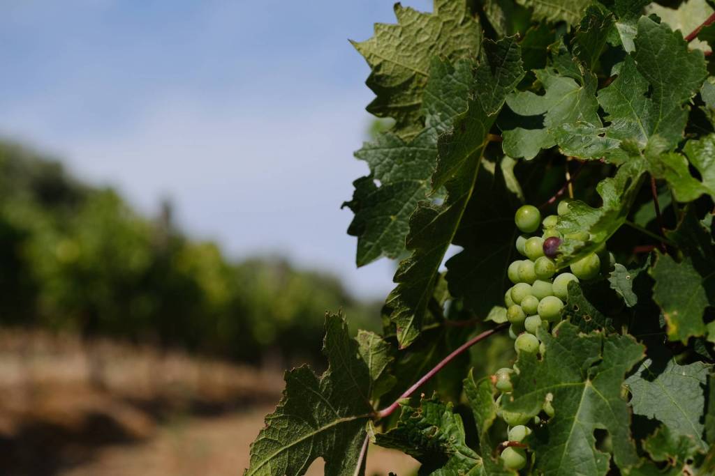 The Cape Winelands