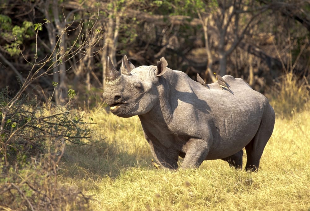 Black Rhino