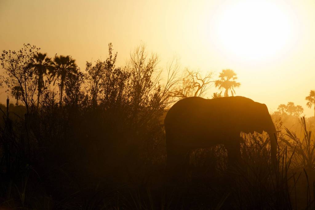 Elephant silhouette