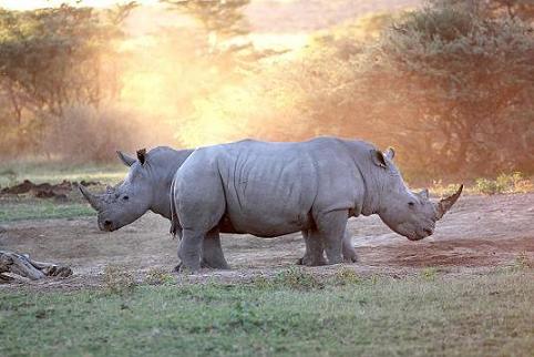 Khamo Rhino Sanctuary