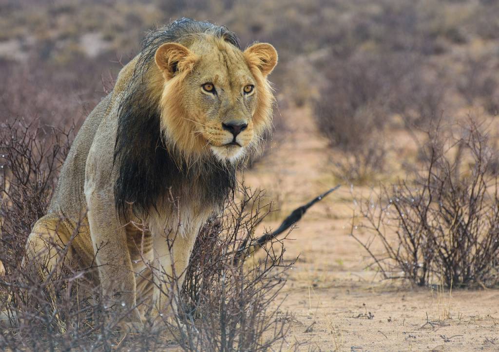 Black maned Lion