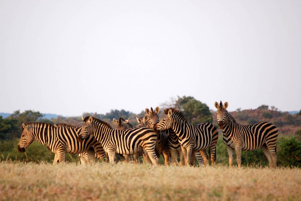 Zebra in Botswana