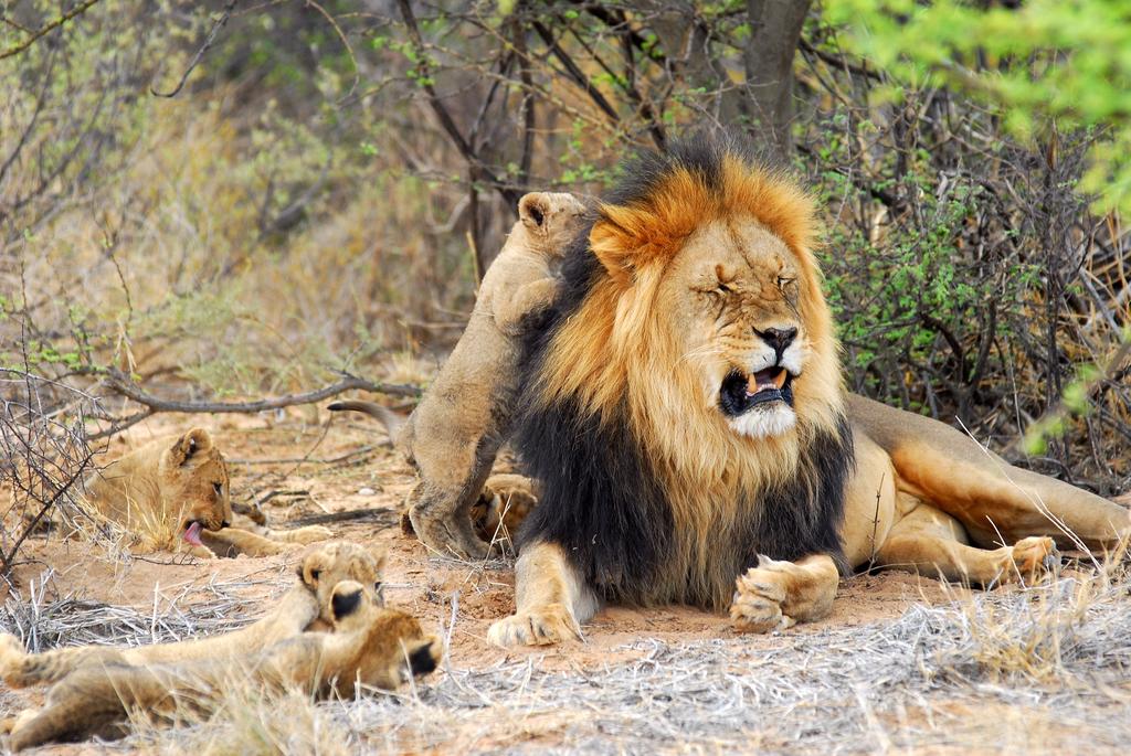 A lion and his cubs