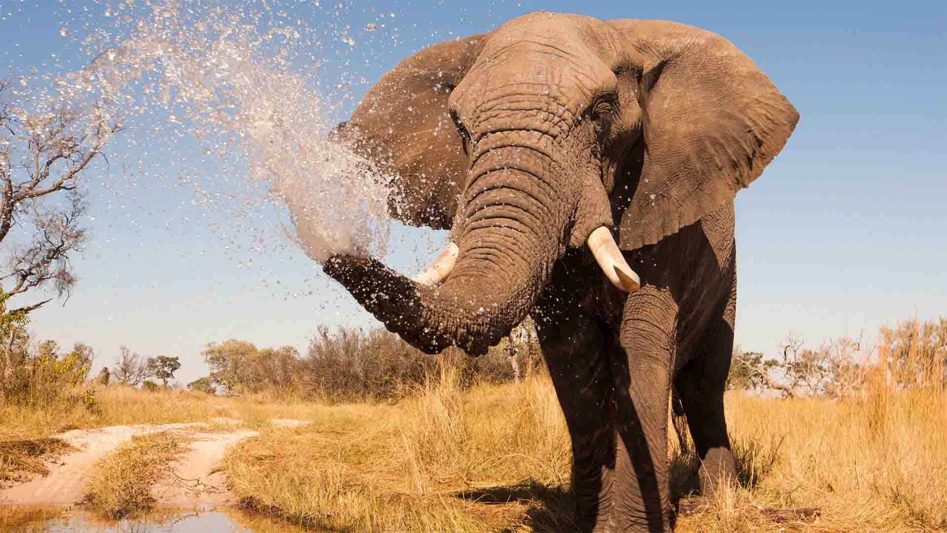 Botswana Elephants