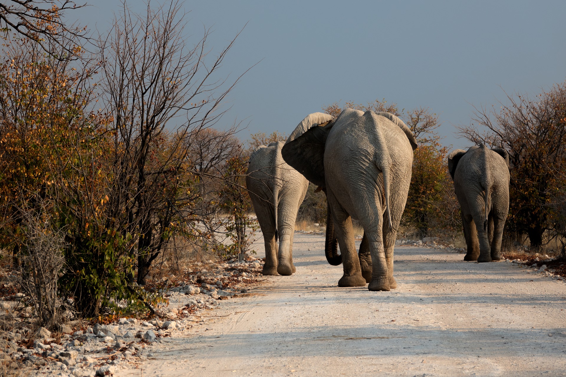 Botswana Elephants