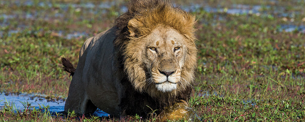Botswana Wildlife