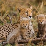 Cheetah with her cubs in the Kruger National Park, South Africa.