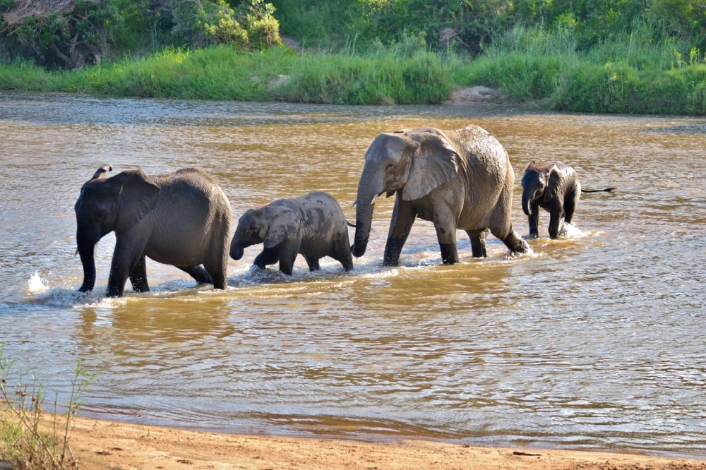 Elefanten im Fluss, Kruger-Nationalpark, Südafrika