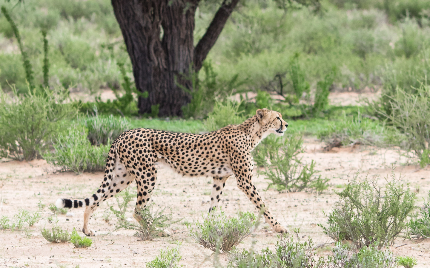 Cheeta in the Kgadagadi