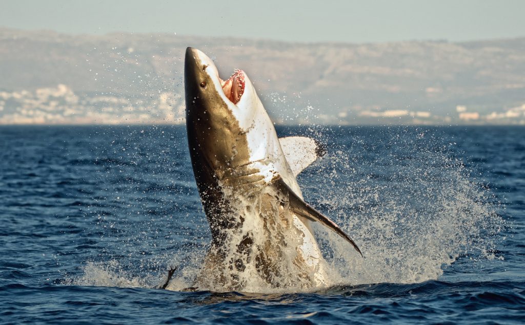 Großer Weißer Hai in der Luft in Südafrika
