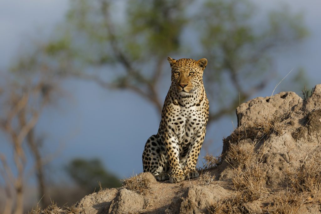 Leopard auf einem Termitenhügel im Sabi Sands Game Reserve