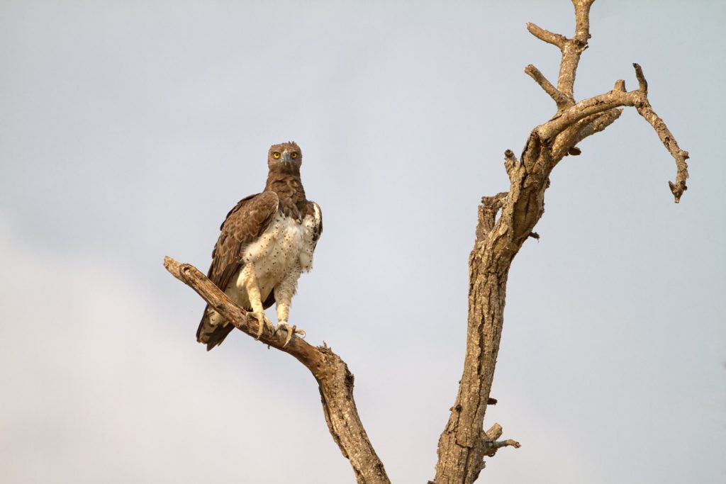 Kampfadler im Krüger-Nationalpark, Südafrika