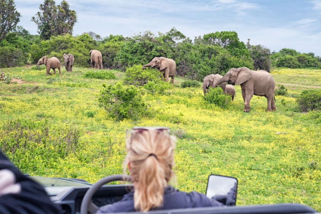 Beobachtung einer grasenden Elefantenherde auf Safari in Südafrika