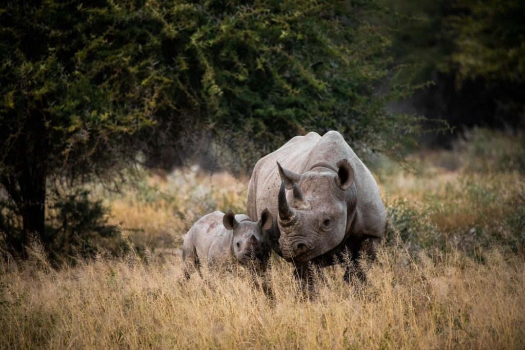 A pair of rhinos in Kruger National Park