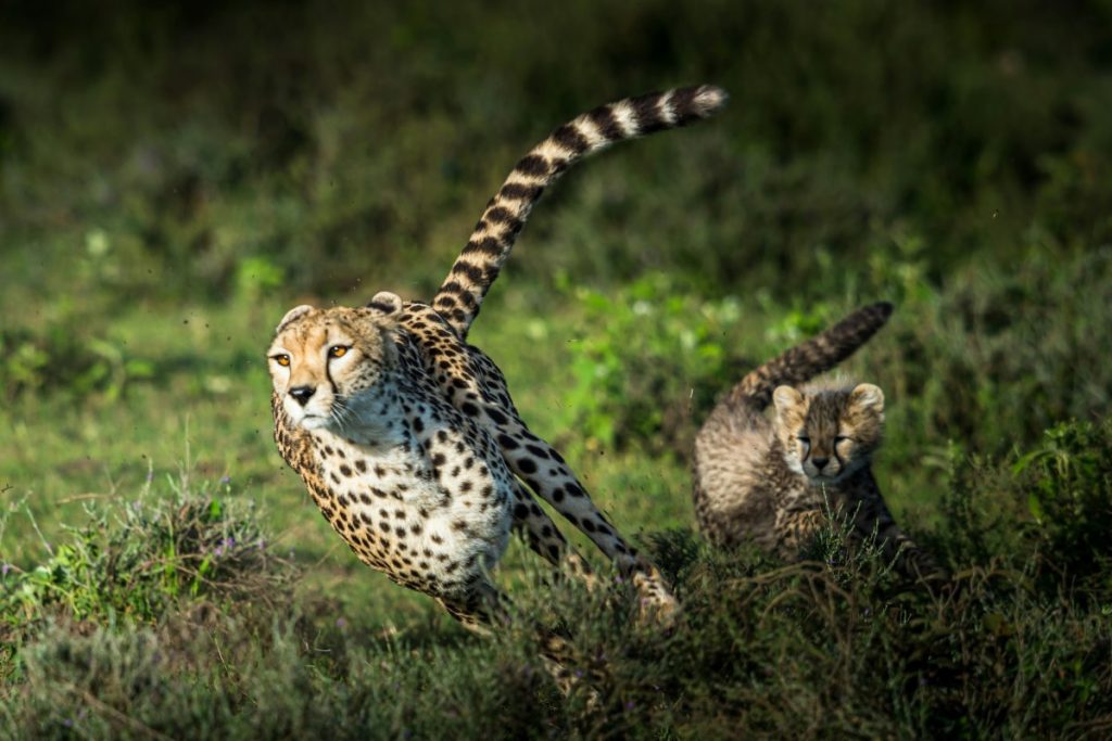 An adult cheetah running alongside a cheetah cub.