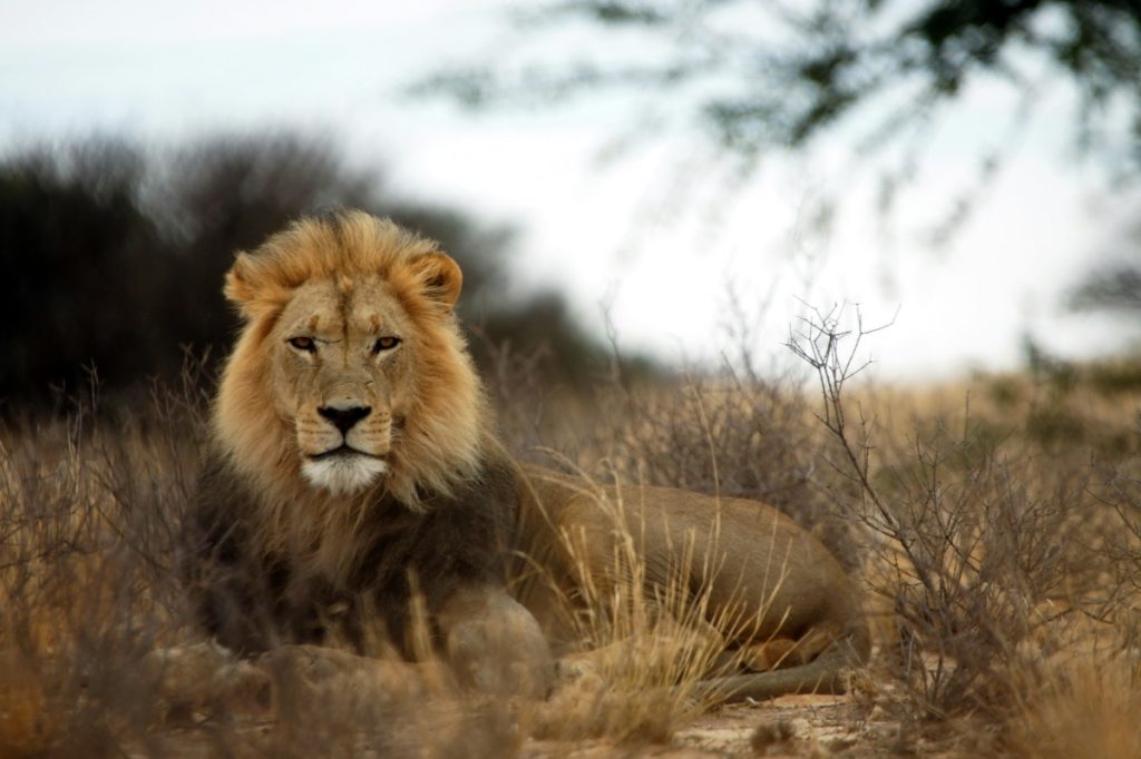 A male lion in South Africa.
