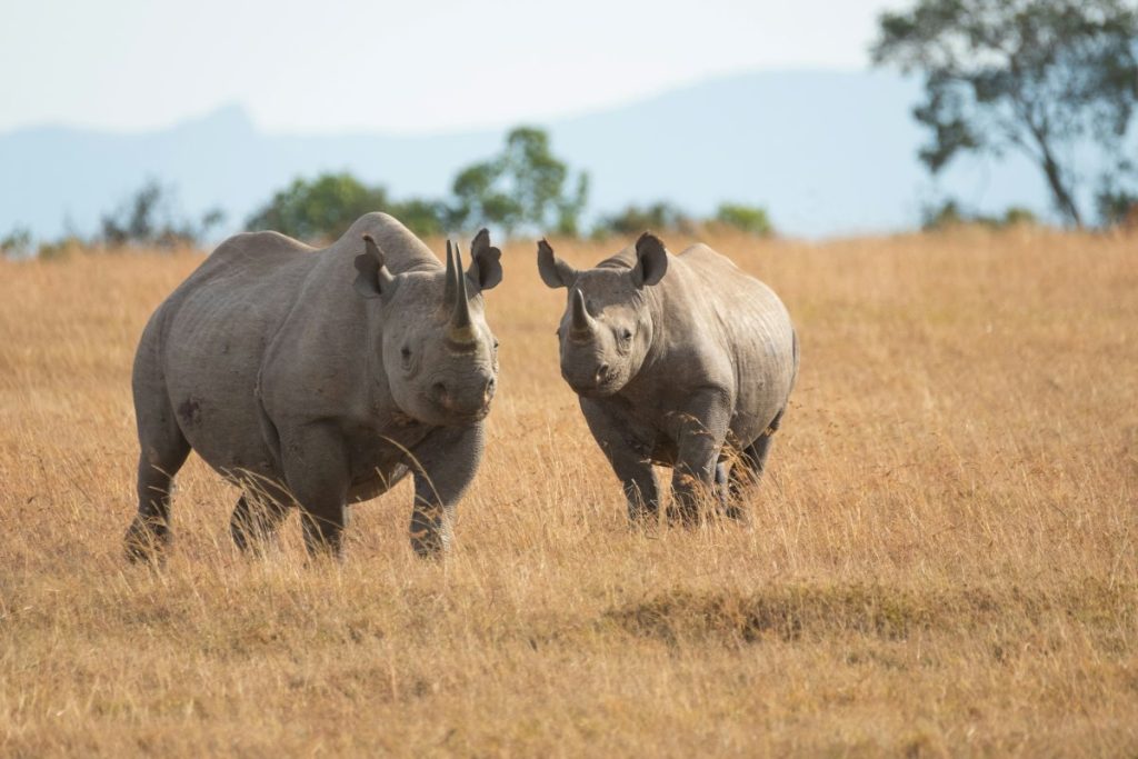 An image of a pair of rhino included in a travel news recap.