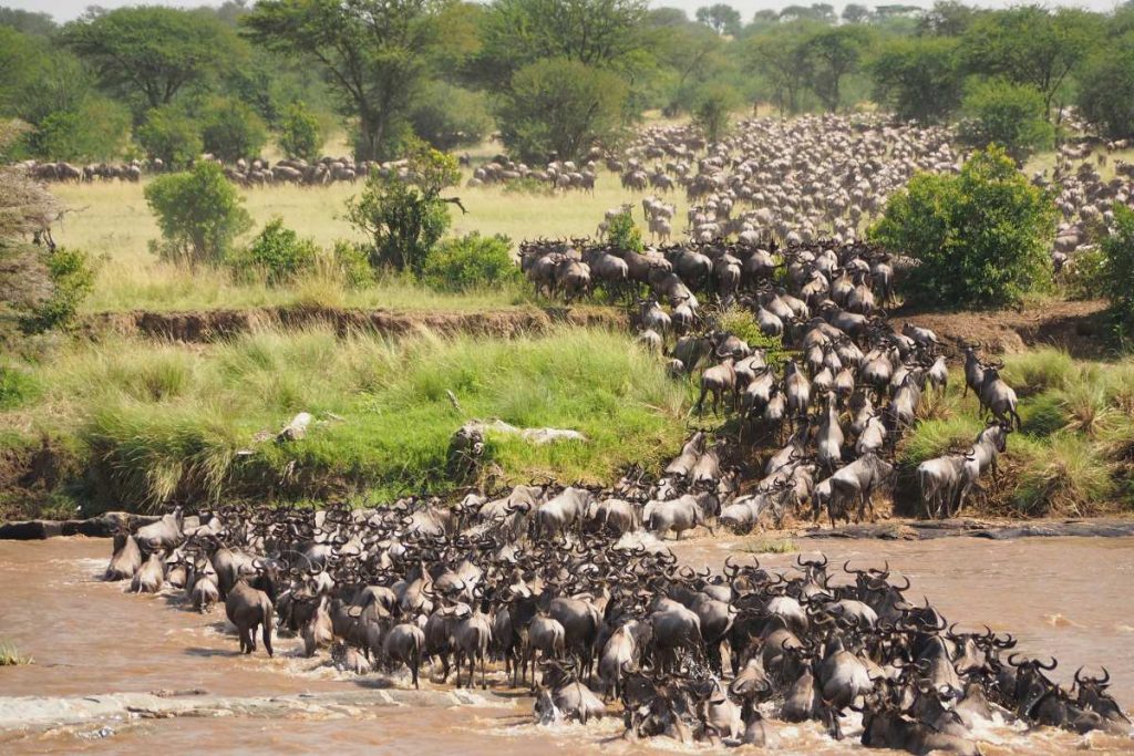 Wildebeest herd crossing a river.