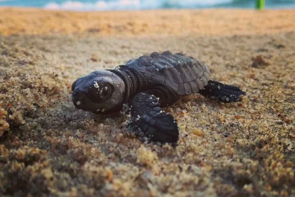 A sea turtle hatchling.