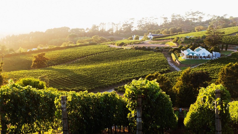 The Cape Winelands