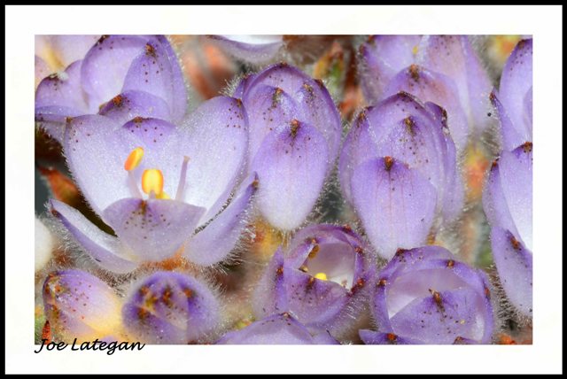 Bloodroot
