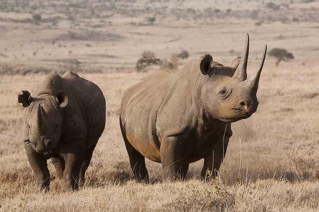 African Animals The most endangered African animals Drive South Africa