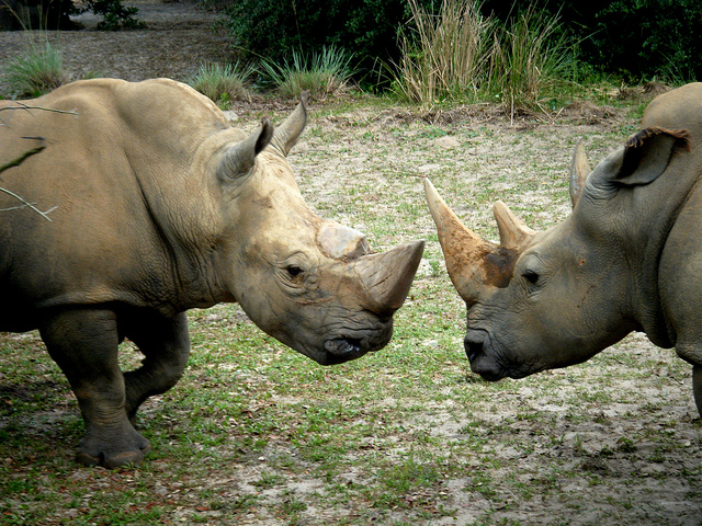 The most endangered African animals | Drive South Africa